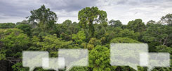 Amazonas-Regenwald von oben: Am 18. Juni 2015 stellte Papst Franziskus seine Umwelt-Enzyklika vor. Er provozierte damit starke Emotionen. Positive wie negative. (Foto: istockphoto/salparadis)