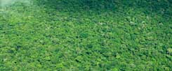 Die Welt muss aufhören, den Regenwald abzuholzen, sie muss in nachhaltige Städte und Landwirtschaft investieren und in schadstoffarme Fortbewegungsmittel, doch bisher fürchten fast alle Staaten, durch Klimaschutz mehr zu verlieren als zu gewinnen  (Foto: pa/Wildlife/M.Carwardine)
