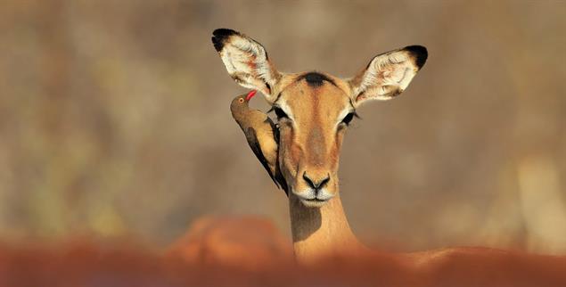 (Foto: pa/imageBROKER)