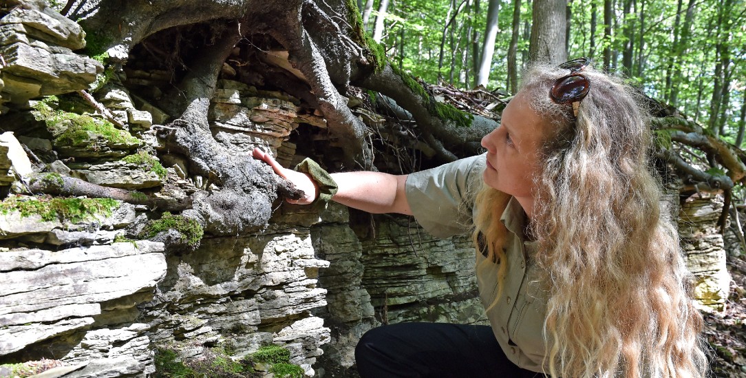 Försterin Lena Dzeia zeigt den kargen Boden, auf dem viele Buchen im Stadtwald wurzeln (Foto: Mischke)