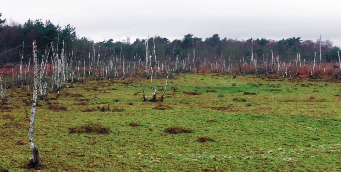 Moorlandschaften: Nass ein Segen, trocken eine Belastung für das Klima: (Foto: Seyfert)