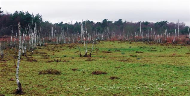 Moorlandschaften: Nass ein Segen, trocken eine Belastung für das Klima: (Foto: Seyfert)