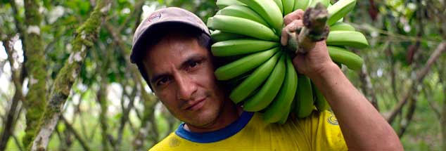 Bananen aus fairem Handel: Das Siegel des Vereins TransFair garantiert soziale Standards bei der Produktion, manchen großen Fairtrade-Importeuren sind sie zu niedrig. (Foto: pa/Fairtrade)