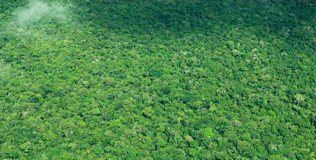 Die Welt muss aufhören, den Regenwald abzuholzen, sie muss in nachhaltige Städte und Landwirtschaft investieren und in schadstoffarme Fortbewegungsmittel, doch bisher fürchten fast alle Staaten, durch Klimaschutz mehr zu verlieren als zu gewinnen  (Foto: pa/Wildlife/M.Carwardine)

