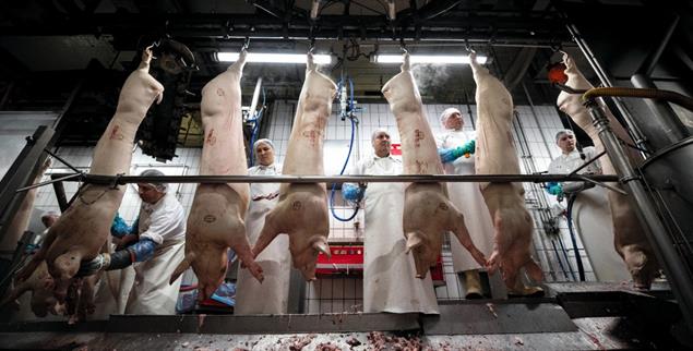 Dicht an dicht: Schweinehälften in einer Großschlachterei (Foto: pa/Assanimoghaddam)