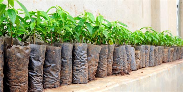 Ob sie einmal große Bäume werden? Setzlinge, die für ein Aufforstungsprogramm in Afrika gezogen werden. (Foto: Getty Images/Warwick Lister-Kaye)