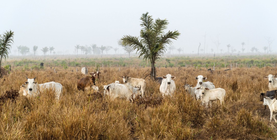 Brasilien: Rinderherde auf brandgerodeter Amazonasfläche (Foto: Paralaxis/Alamy Stock Photo)
