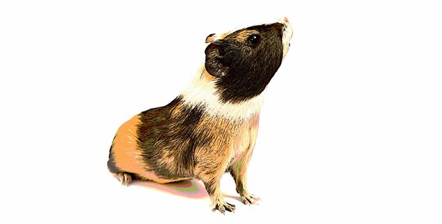 Ruhe sanft, kleines Meerschwein. Bei ihren Autorinnenlesungen bekommt unsere Kolumnistin Nora Gomringer die unwahrscheinlichsten und berührendsten Geschichten erzählt. (Illustration: istockphoto/vova Kalina)