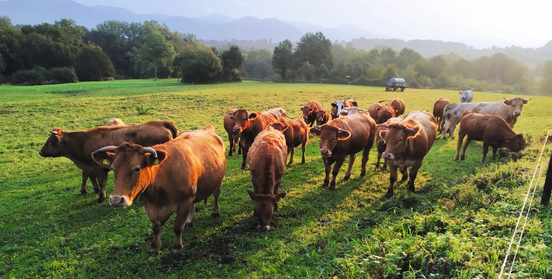 Fast das ganze Jahr draußen: Die Kühe sind meist auf der Weide, es sind Mutterkühe und ihre Kälber (Foto: Judith Bauer)