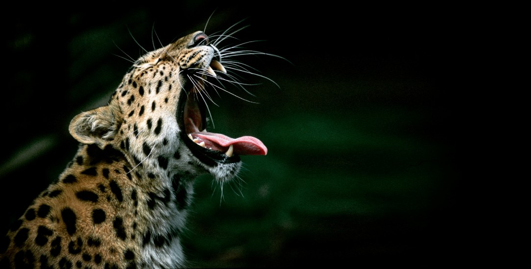 Was fehlt der Welt, wenn der Amur Leopard ausstirbt? (Foto: istockphoto/Johnson)