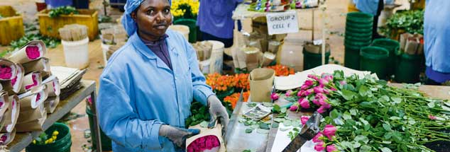 Das Dilemma des Fairen Handels: Blumen müssen in Europa günstig angeboten werden, mit dem Erlös lassen sich aber die Bedingungen für die Blumenarbeiterinnen in Afrika nicht deutlich verbessern (Foto: fairtrade.de/Joerg Boethling)