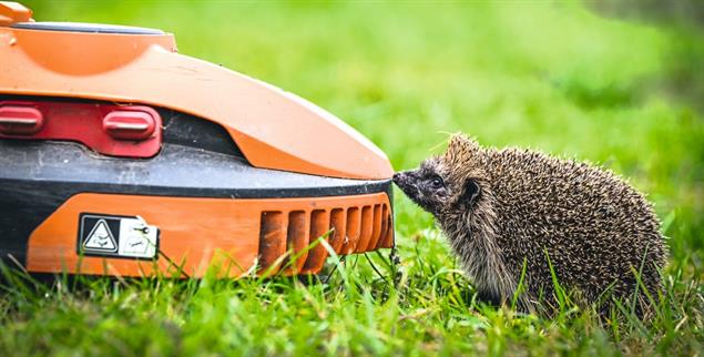 Gefährliche Neugier: Mähroboter sind eine tödliche Gefahr für Igel. (Foto: imago / FUNKE Foto Services / Svenja Hanusch)