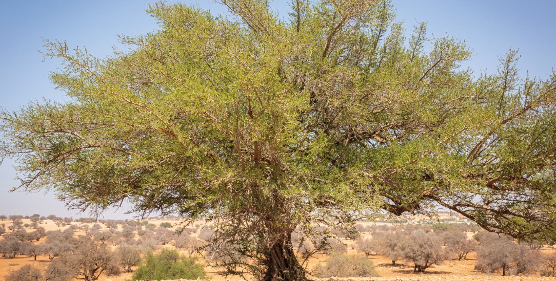 Der Baum der Hoffnung: Für die Imazighen, die die Region bewohnen, symbolisiert die Arganie Stärke, Langlebigkeit, Widerstandsfähigkeit und Hoffnung. (Foto: Sascha Montag)