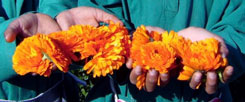 Ägyptische Biolandwirtschaft als Projekt: Am Vormittag pflücken Arbeiterinnen aus den umliegenden Dörfern leuchtend orange Ringelblumen auf den Feldern.(Foto: sekem/kafi)
