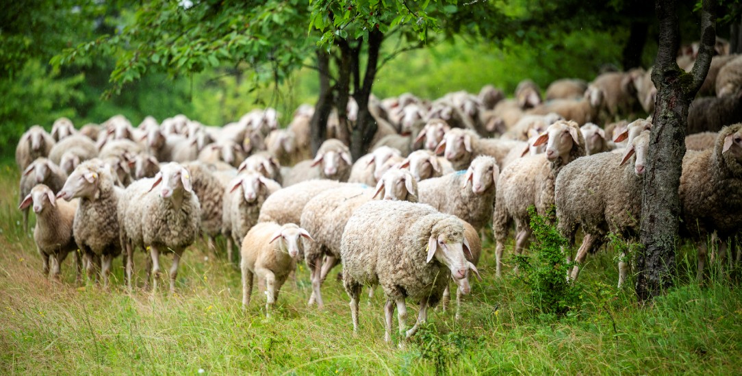 Was brauchen Schafe? Jemanden, der sich um sie kümmert. (Foto: istock by Getty Images/Thomas Mueller)