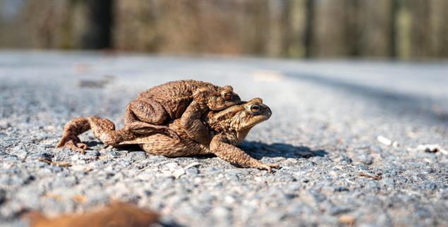 Gefährliche Frühlingsgefühle: Eine männliche Erdkröte lässt sich von einer weiblichen Artgenossin über die Straße tragen. (Foto: PA / Thomas Kottal)