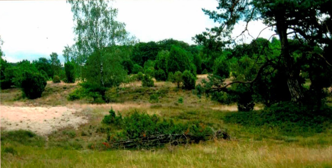 Heidelandschaft (Foto: R. N.) Heidelandschaft (Foto: R. N.)