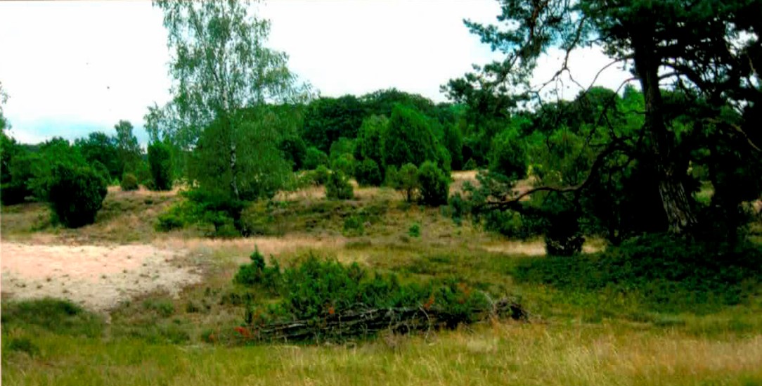 Heidelandschaft (Foto: R. N.)