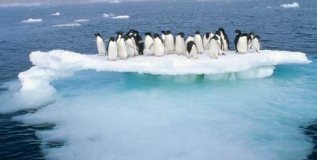 Die ersten - und nicht die letzten - Opfer des Klimawandels: Pinguine drängen sich auf abschmelzendem Eis eng zusammen. (Foto: Tui De Roy/Minden Pictures/Corbis)
