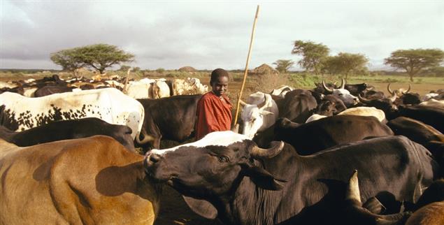 Hirte mit seiner Herde: Ein Maasai in Tansania bewacht die Rinder in der Savanne. Laut VW-Klimaprojekt soll er sie alle 14 Tage ins nächste Planquadrat weitertreiben. (Foto: PA/Bildagentur-online/Rossi)