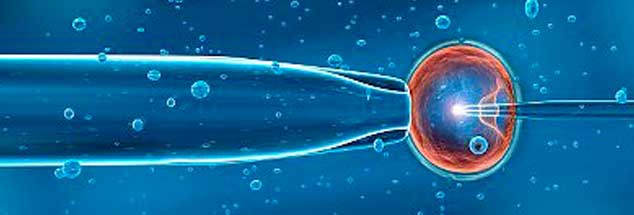 Ein Spermium wird in eine reife Eizelle gespritzt: Diese ICSI genannte Methode ist heute Standard in den rund 140 deutschen Kinderwunsch-Zentren (Foto: Jose Antonio Penas/Science Photo Library/Corbis)