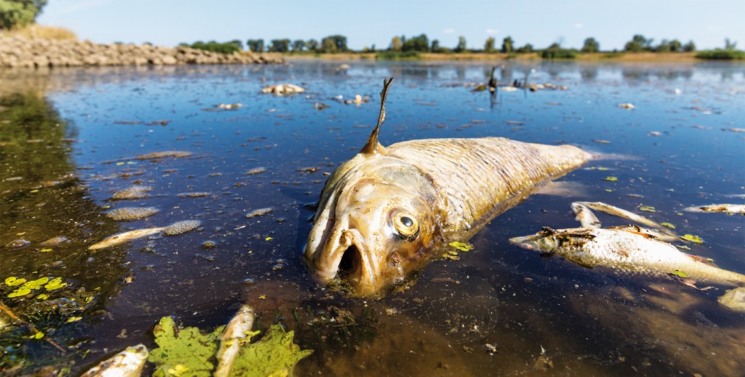 Toter Döbel aus der Oder: »Jeder weiß, was da alles an Dreck in den Fluss fließt«(Foto: pa / Frank Hammerschmidt)             