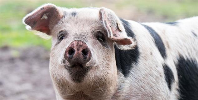 Freut sich das Bentheimer Schwein, schmeckt seine spätere Existenzform als Wurst um so besser (Foto: istockphoto/gebut)