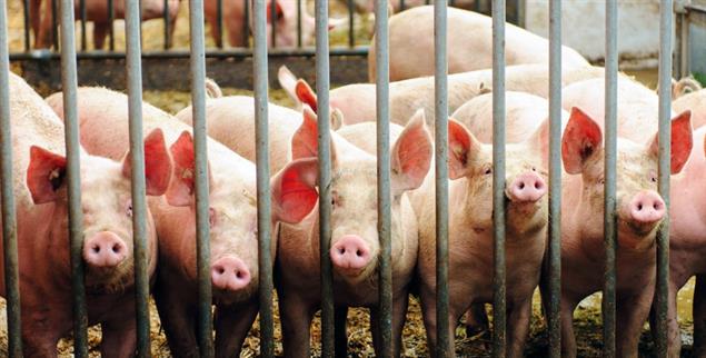 Alles bio? Auch Schweine aus Ökobetrieben landen in konventionellen Großschlachtereien (Foto: pa/Willinger)