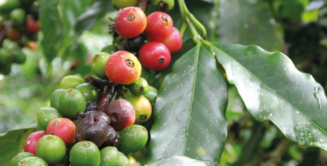 Fast reif: Kaffeekirschen mögen weder steigende Temperaturen noch starke Regenfälle. (Foto: Knut Henkel)