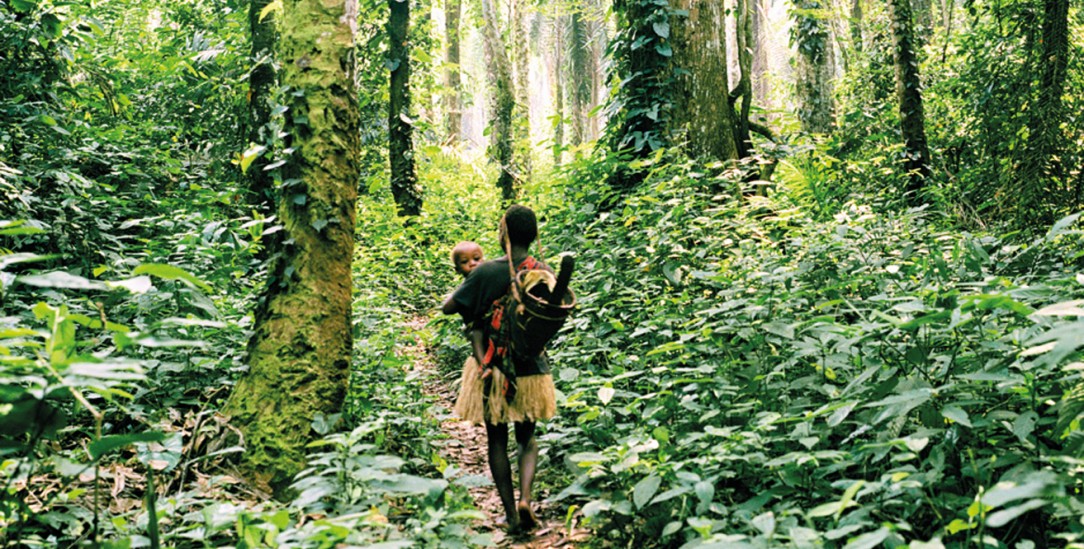 Grünes Zuhause: Für Angehörige der sogenannten Pygmäen-Völker ist der zentralafrikanische Regenwald Heimat und Grundlage ihrer Kultur. Doch Zäune und bewaffnete Ranger verwehren ihnen den Zutritt in Gebiete, die als Nationalpark deklariert sind. (Foto: Kate Eshelby/Survival International)