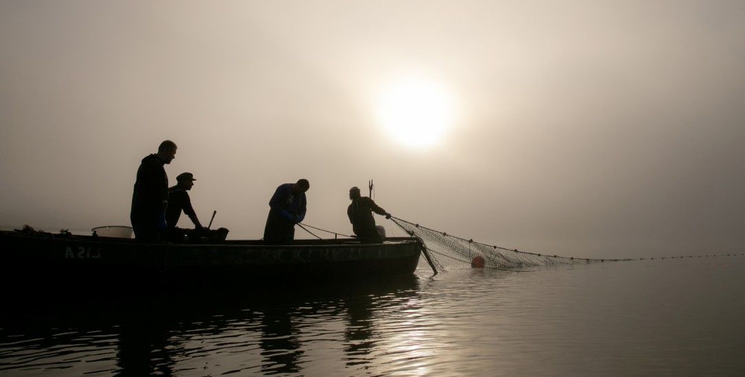 Harte Arbeit im Morgenlicht: Wolfgang Schröder und sein Team auf dem Gülper See (Foto: Sascha Montag)