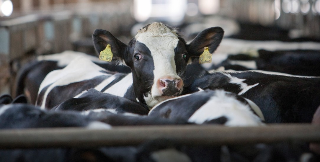 Ganz schön eng: Günstige Preise sind in Deutschland oft wichtiger als das Tierwohl. (Foto: PA/Photothek/Thomas Trutschel)