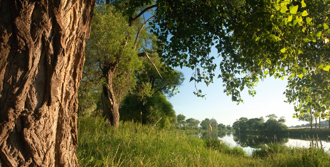Flusslauf Unterhavel: Platz für seltene Vögel, Pflanzen und Insekten. (Foto: NABU / K. Karkow)