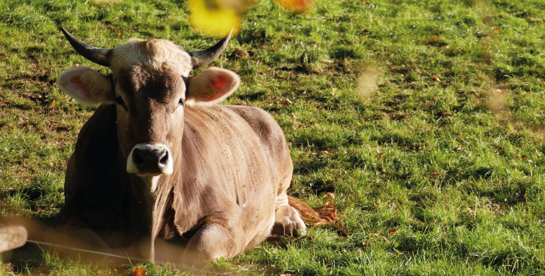 Wurde zum Zugtier ausgebildet, genießt aber inzwischen seinen Ruhestand: Ochse Goofy auf der großen Weide des Museumsdorfs Volksdorf. (Foto: Museumsdorf Volksdorf)