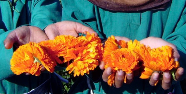 Ägyptische Biolandwirtschaft als Projekt: Am Vormittag pflücken Arbeiterinnen aus den umliegenden Dörfern leuchtend orange Ringelblumen auf den Feldern.(Foto: sekem/kafi)
