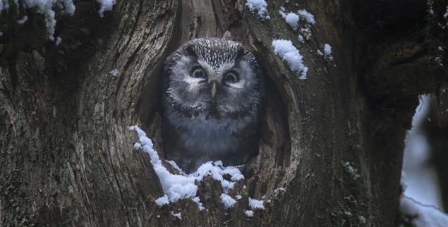 Begegnung in der Dämmerung: Im Film »Das Flüstern der Wälder« gehen drei Generationen mit Kameras in den Wald. Ein Filmgedicht, das ehrfürchtig macht.(Foto: © Haut et Court via Filmstarts.de)