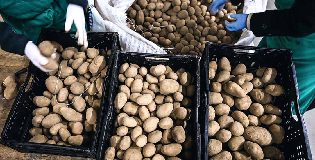 Gratisknolle: Allein die Berliner Tafel bekam 22 Tonnen Kartoffeln geschenkt (Foto: PA / DPA / Jens Kalaene)