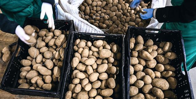 Gratisknolle: Allein die Berliner Tafel bekam 22 Tonnen Kartoffeln geschenkt (Foto: PA / DPA / Jens Kalaene)