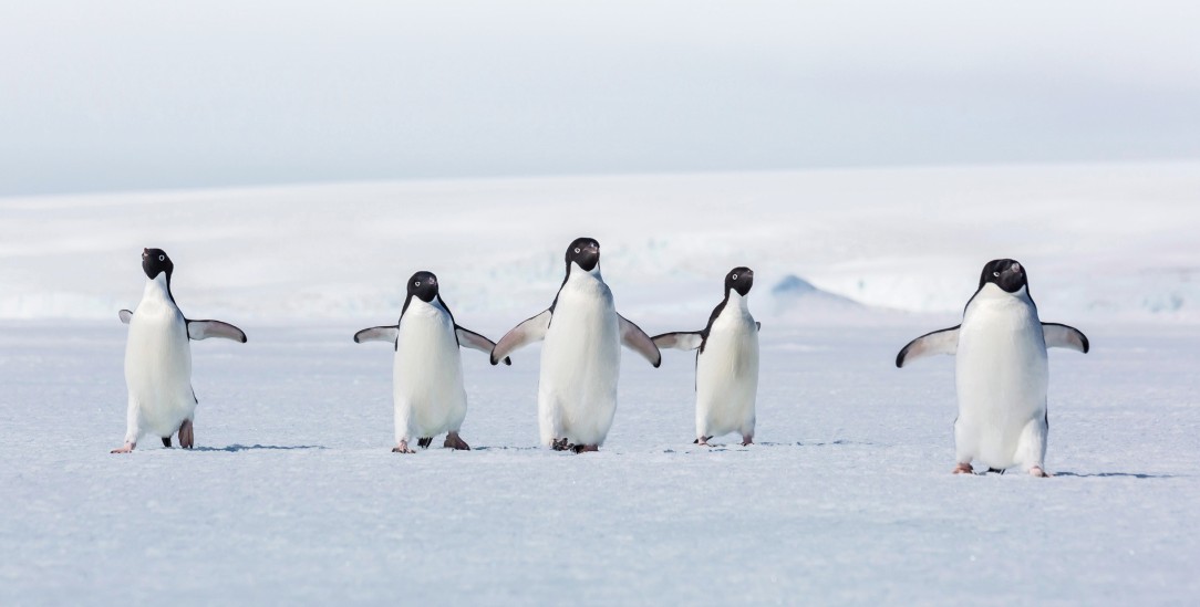 Bitte keine Menschen: Pinguine in der Arktis. (Foto: Robert Harding/Alamy Stock Photo)