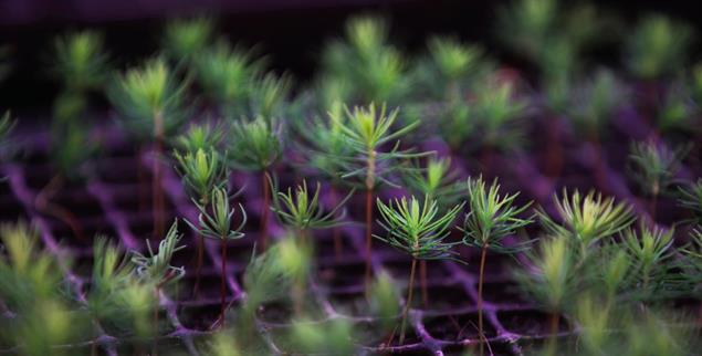Wachsen unter Laborbedingungen bis zu sechsmal schneller als in freier Natur: Nadelbaum-Setzlinge aus dem Wachstumsturm.(Foto: Intelligent Growth Solutions)