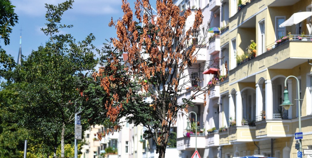 Stadtbäume leiden unter der Trockenheit in Folge des Klimawandels, hier eine vertrocknete Eberesche in Berlin. (Foto: PA/DPA/Jens Kalaene)
