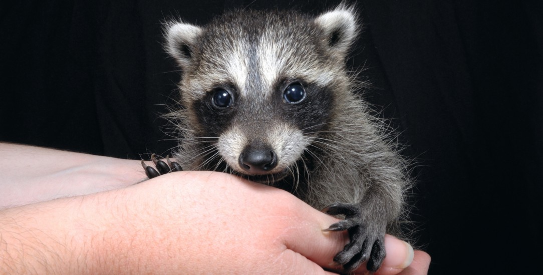 Ein kleines Waschbär-Baby fällt vom Dach. Mit Hilfe von zwei Männern der Freiwilligen Feuerwehr gelangt es zu seiner Mutter zurück. Und unsere Autorin erkennt: Auf Liebe ist diese Welt gebaut. (Foto: istock / PetePattavina)