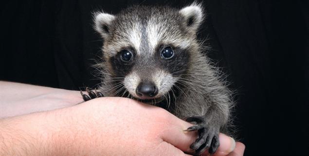 Ein kleines Waschbär-Baby fällt vom Dach. Mit Hilfe von zwei Männern der Freiwilligen Feuerwehr gelangt es zu seiner Mutter zurück. Und unsere Autorin erkennt: Auf Liebe ist diese Welt gebaut. (Foto: istock / PetePattavina)