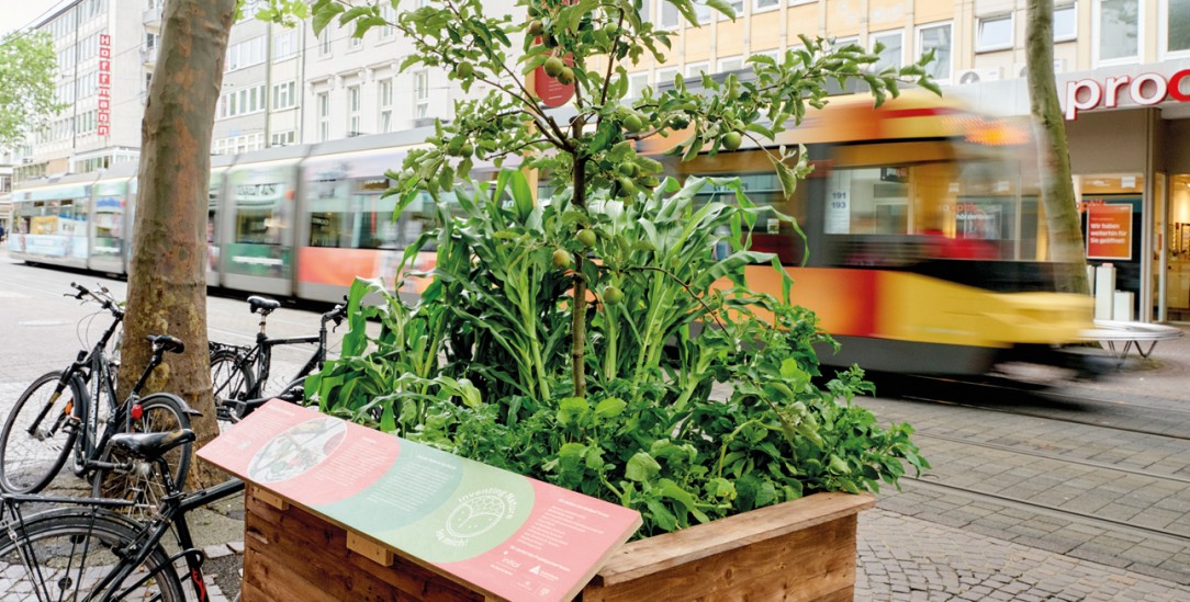 Stadt, Kunst, Natur: Urbane Pflanzaktion in der Karlsruher Innenstadt (Foto: Kunsthalle Karlsruhe/Bruno Kelzer)