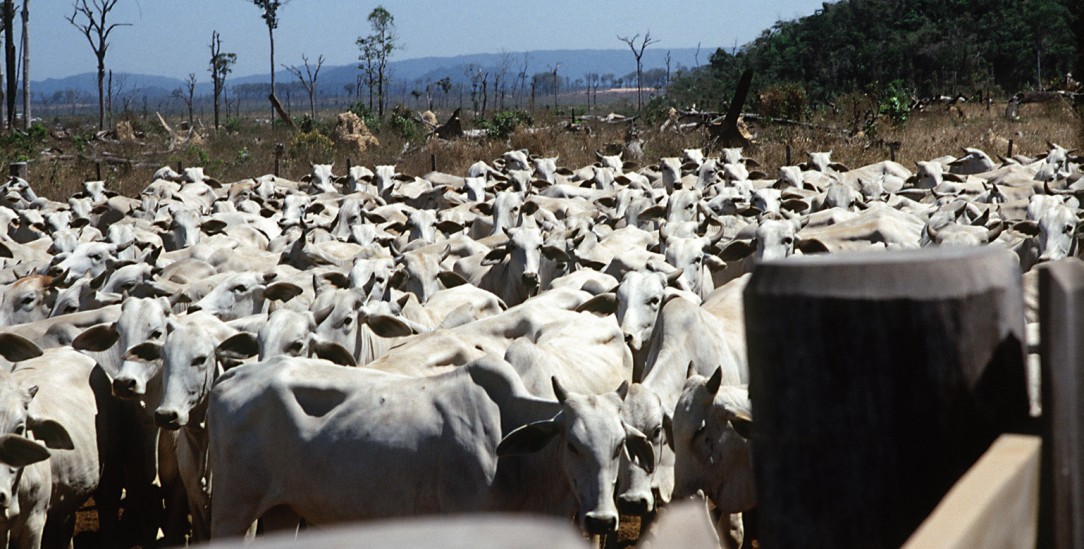Die Rinderzucht rückt immer weiter in die Wildnis vor (Foto: PA / DPA / Grimm)