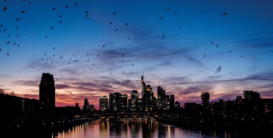 Besser als ihr Ruf: Städte sind für Vögel attraktiv, auf jeden menschlichen Stadtbewohner kommen ein bis drei Vögel. Hier in Frankfurt leben viele Krähen (Foto: PA / AP / Michael Probst)