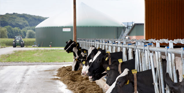 Aus Gülle, Mist und Futterresten wid Biogas - ohne die ökologischen Nachteile, die Mais als Energiepflanze mit sich bringt  (Foto: Bioconstruct) 