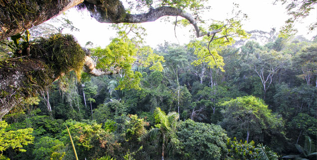 Regenwald in Peru: Eine Sorge ist, dass die Goldgräber einfach in andere Naturschutzgebiete oder in Lebensräume indigener Völker weiterziehen. (Foto: Foto: PA/WILDLIFE/S.Muller)