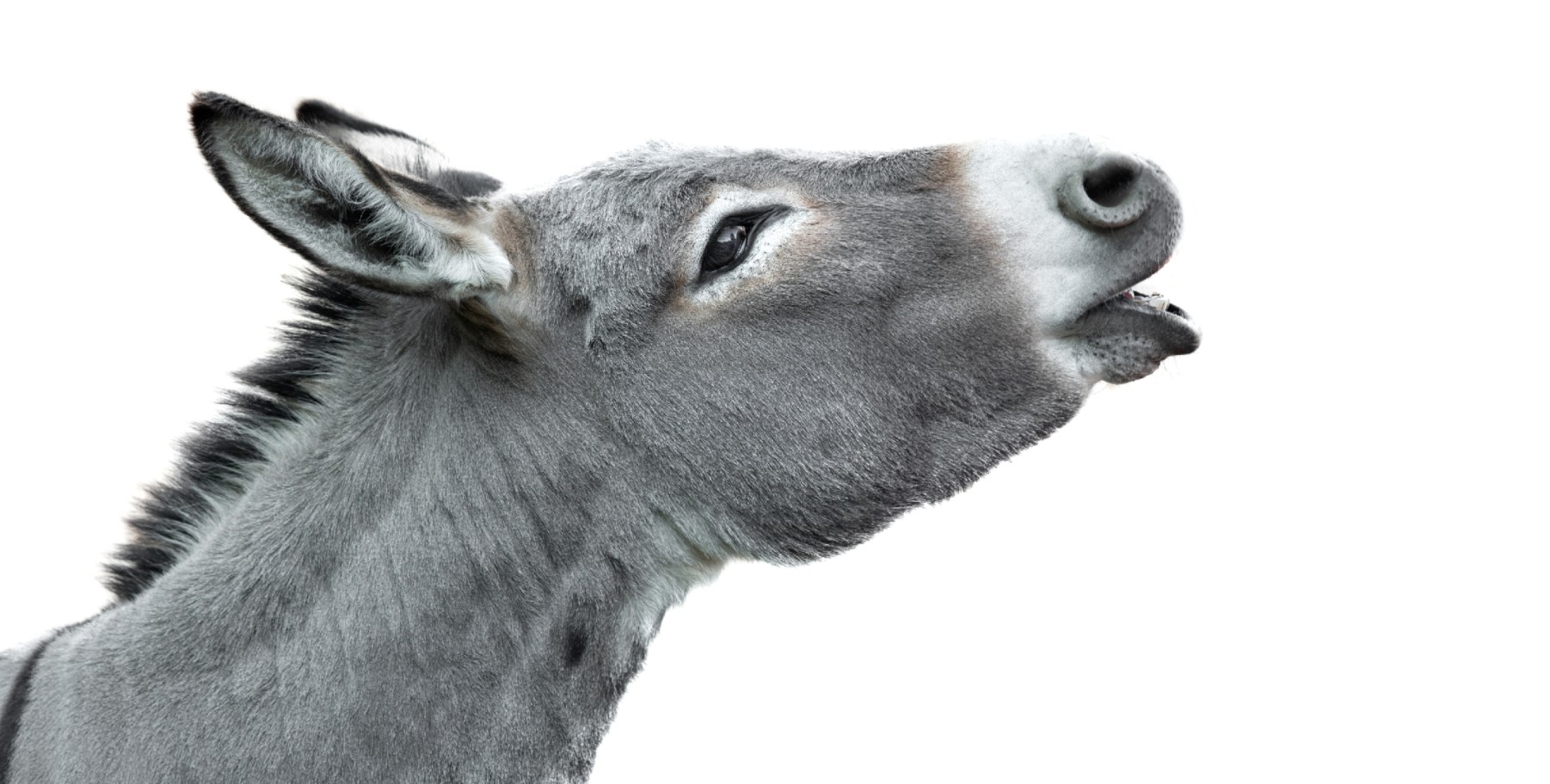 Ein Esel ist kein Kuscheltier - aber »Tier des Jahres« (Foto: Getty Images/iStockphoto/Vasyl Helevachuk).