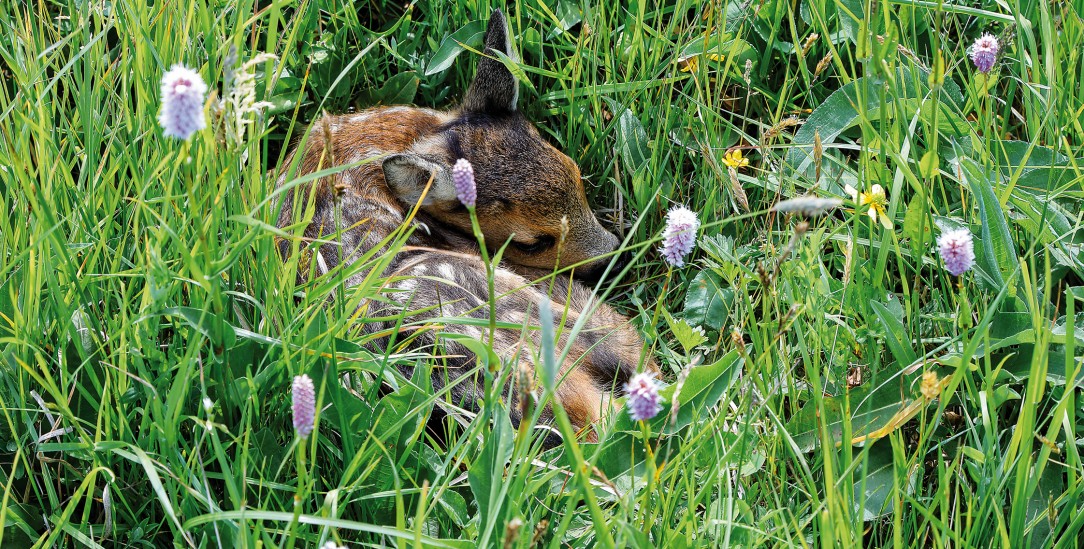 Hat noch keinen Fluchtinstinkt: Ein Rehkitz kauert auf der Wiese (Foto: pa/Rainer Hunold)